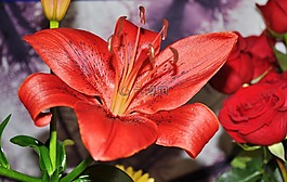 莉莉,紅色,花卉