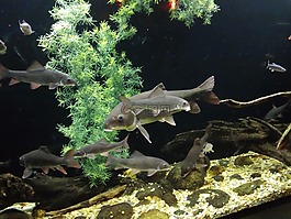 aquiarium,魚,海上生活