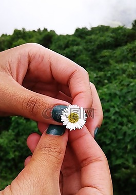 大自然,花,手