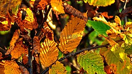 秋季,假期,黃色