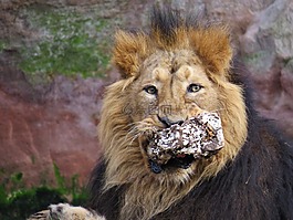 獅子,動物,貓
