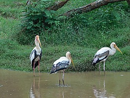 水,鳥,草