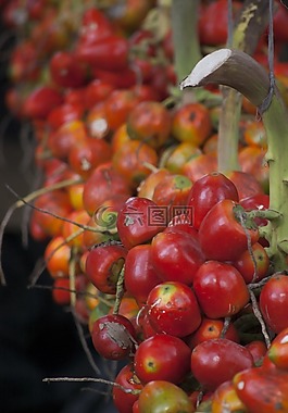 pejibaye,紅色水果,熱帶