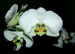 蘭花,白,花卉