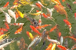 鯉魚,鯉魚群,魚