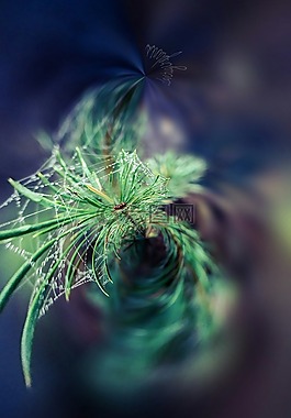 植物,自然,綠色