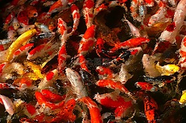 鯉魚,鯉魚群,魚