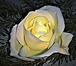 玫瑰,豐花,單綻放