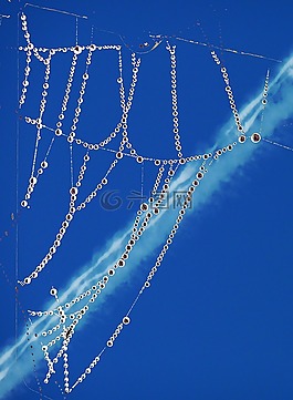 線程,昆蟲(chóng),景觀