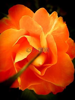 花,葉,特寫