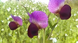 花,蔬菜,培養(yǎng)