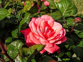 花,植物區(qū)系,粉紅色