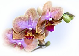 蝴蝶蘭,蘭花,開(kāi)花