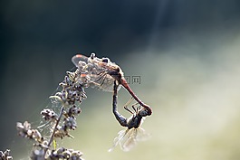 damesfly,昆蟲,交配