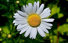 雛菊,花,花的