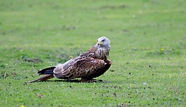 獵人,鳥,動(dòng)物
