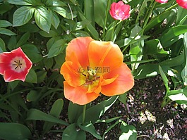 郁金香,綻放,性質(zhì)
