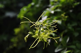 春天,嫩芽,爬山虎