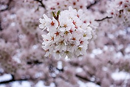櫻桃,春天,盛開