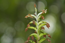 蘭花,花,植物