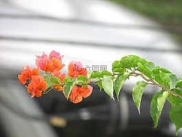 花卉,橙色,美麗