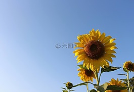 向日葵,天空,綠