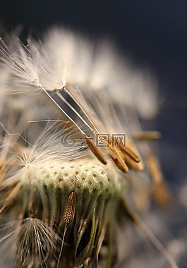 种子的头,蒲公英,种子