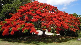 棵開花的樹,poinsiana,百慕大