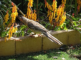 荊鳥,吃,花蜜
