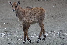 羚羊,動(dòng)物園,年輕的動(dòng)物