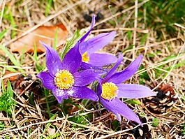 pasque 花,花,紫