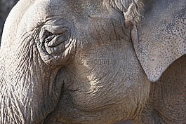 象,leittier,動(dòng)物園