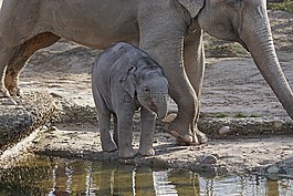 象,嬰兒,動(dòng)物園