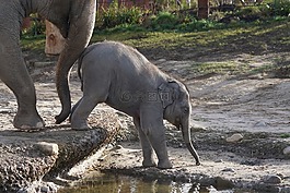 象,嬰兒,動(dòng)物園