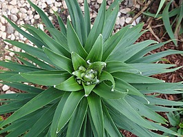 百合,花,花園