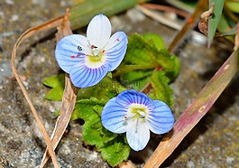 性質(zhì),鮮花,維羅妮卡