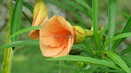 自然,葉,植物區(qū)系