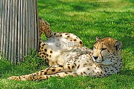 獵豹,動(dòng)物園,捕食
