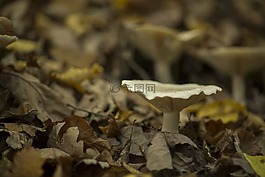 蘑菇,秋季,森林