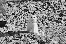 貓,白貓,bw