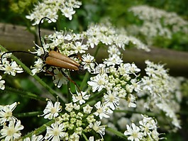 昆虫,甲虫,schwarzspitziger颈部博克