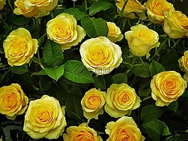玫瑰,黃色,鮮花