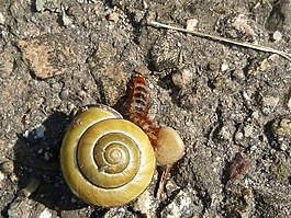昆蟲,甲蟲,幼蟲