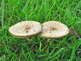 蘑菇,草,菌類