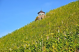 葡萄園,bernkastel kues,酒