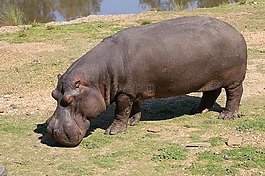 河馬,動物園,動物