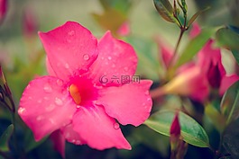性質(zhì),花園,花
