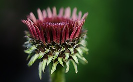 花,花的,開花