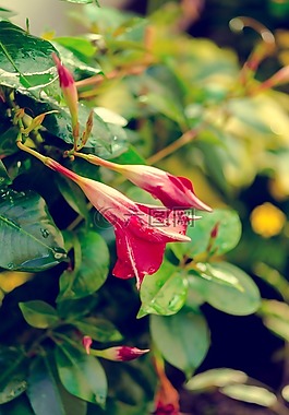 性質(zhì),花園,花