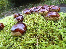 秋季,板栗,栗子